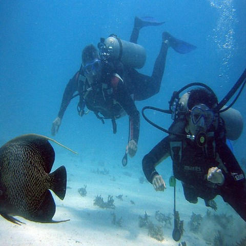 Mergulho Abrolhos